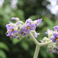 Solanum mauritianum Scop.